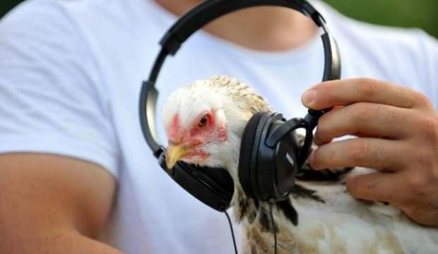 Verim artışı için tavuklarına Mozart dinletiyor