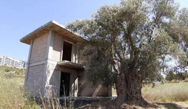 1500 yıllık zeytin ağacının hemen yanına villa yaptılar