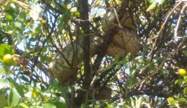 D&uuml;nyanın en zehirli yılanlarından koca engerek Malatya'da g&ouml;r&uuml;ld&uuml;