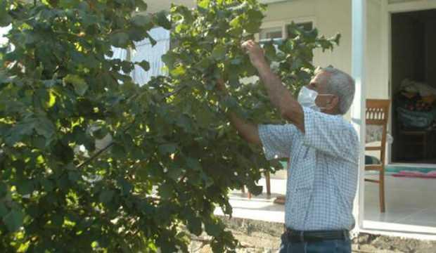 Emekli öğretmen, Kahramanmaraş'ta 'fındık' yetiştirdi
