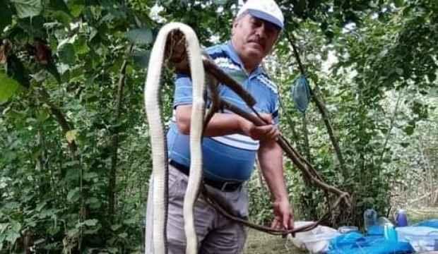 Fındık bahçesindeki 3 metrelik yılan korkuttu