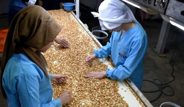 Kayısı çekirdeğinden yıllık 20 milyon dolar gelir