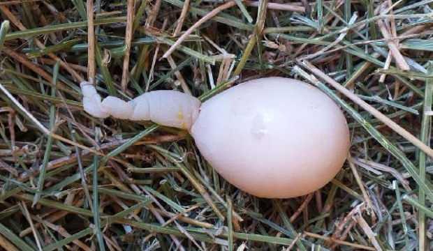 Kuyruklu yumurta görenleri hayrete düşürdü! Nedeni ise...