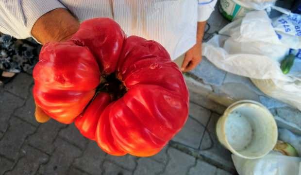 1 kilo 120 gramlık domates büyüklüğüyle şaşırttı