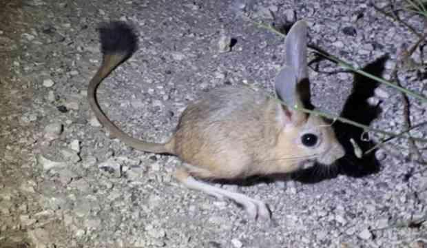 Amasya'da görüntülendi! Arap tavşanı