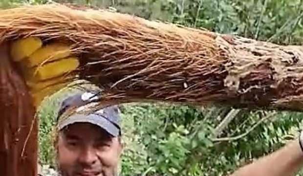 İçme su hattından 3 metrelik ağaç kökü çıktı