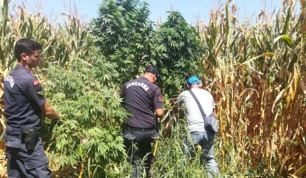 Turgutlu'da 30 milyon TL değerinde hint keneviri ele geçirildi