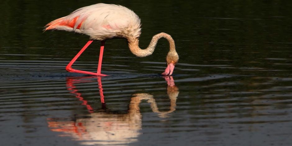 Van Gölü'nde flamingolardan görsel şölen