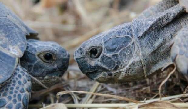 Konaklar köyünün sevimli misafirleri: Kara kaplumbağaları