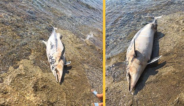 Kıyıya vuran ölü yunus turistleri şoke etti