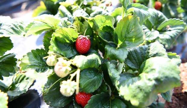 Isparta Aksu’da 500 ton üretiliyor