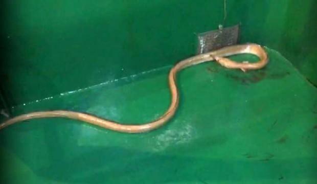 Çanakkale'de ağlara 'Dikenli yılan balığı' takıldı