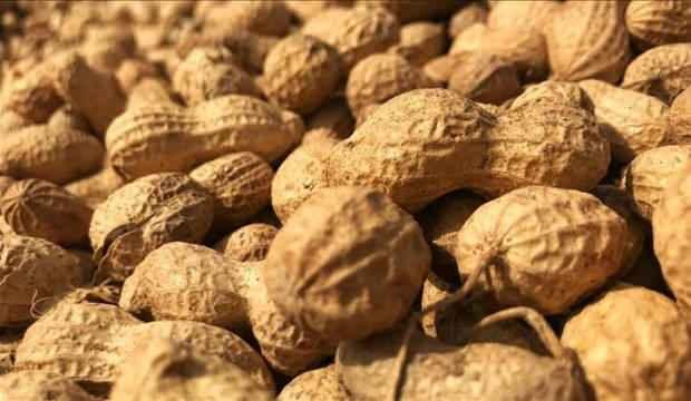 Adana'da yer fıstığı hasadı yüksek verim beklentisiyle başladı