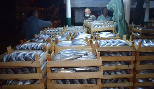 Balıkçılar Akçakoca Limanı'na binlerce palamutla döndü