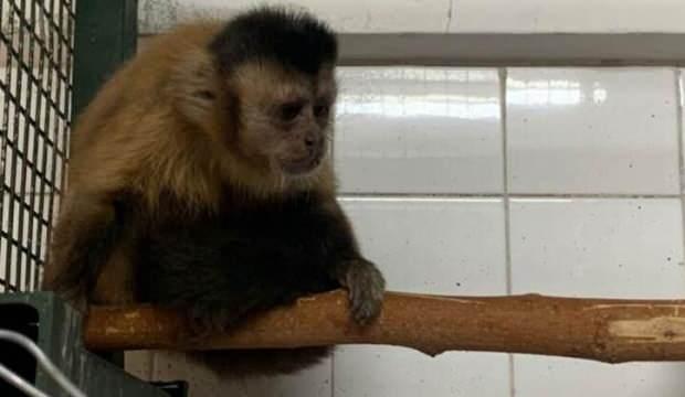 Hayvanat bahçesinden firar eden maymun elektrik akımına kapıldı