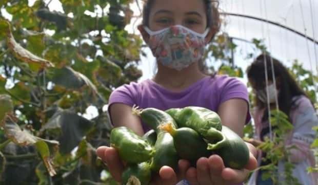 Öğrenciler okul bahçesindeki serada organik sebze ve meyve üretiyor