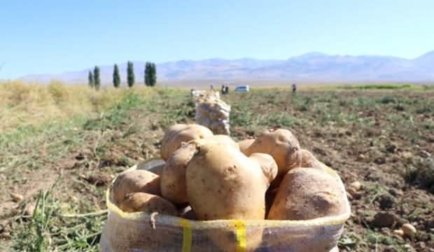 Patates tarlada kaldı