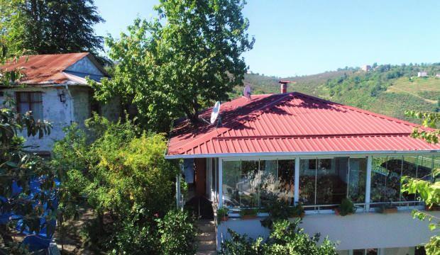 Baba mirası ağacı kesmeye kıyamadı, 8 yıldır evde birlikte yaşıyor