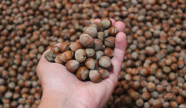 findik fiyati haftaya 26 liradan