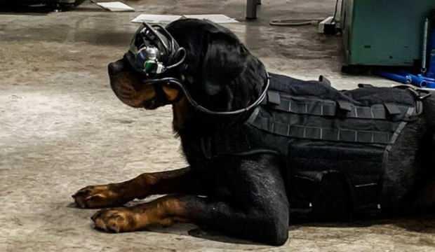 Köpeklere artırılmış gerçeklik gözlüğü!