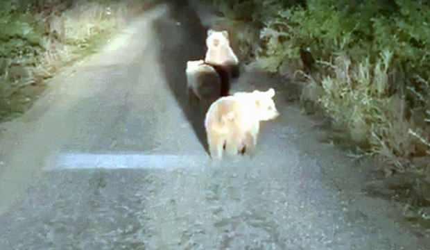 Yola çıkan yavru ayıları görüntüledi