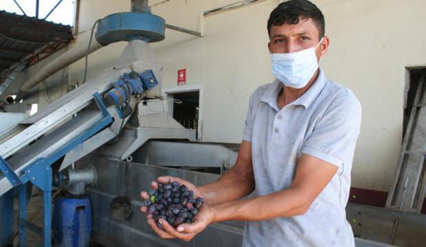 Zeytinin rekoltesi düştü, yağının fiyatları arttı