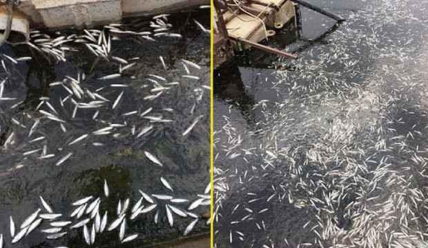 Çayırhan Gölü'nde toplu balık ölümleri korkuttu