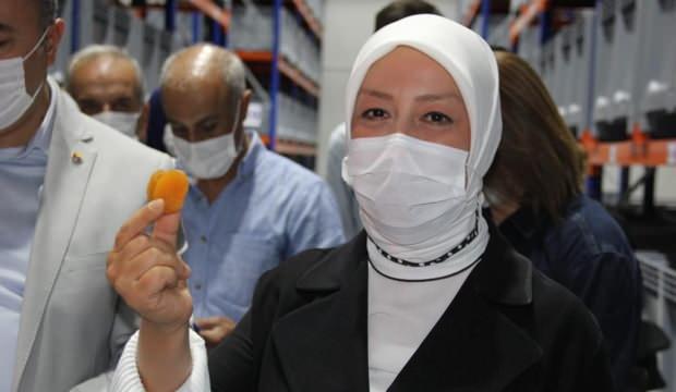 Malatya’daki 50 bin kayısı üreticisine müjde: