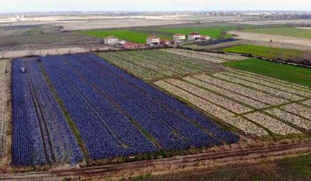 samsun yerli ve milli tarim uretiminde