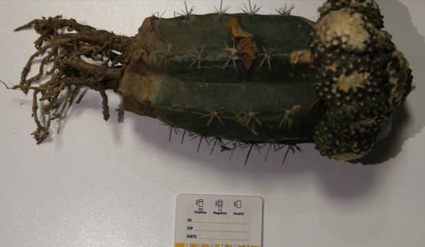 Sınırda 'peyote' ele geçirildi! Halüsinasyona neden oluyor