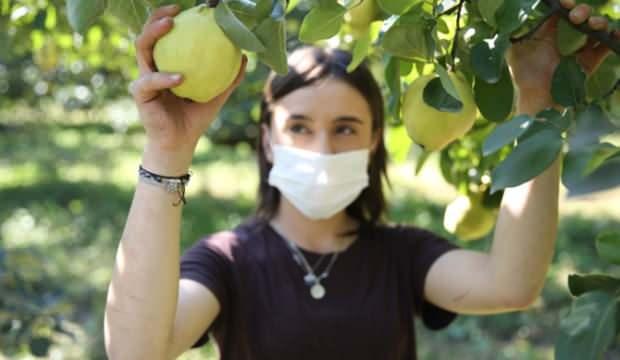 Rekoltesi ve fiyatıyla üreticinin yüzünü güldürüyor