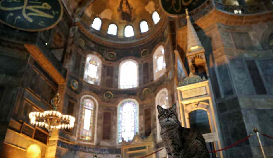 ayasofyanin_kedisi_gli_veterinerde_iyi_dileklerinizi_bekliyor_1604039725_0464.jpg