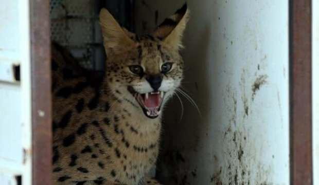 Serval kedisi, Gaziantep’te koruma altına alındı