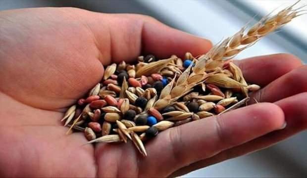 Türkiye'nin yerli ve milli sebze tohumları kadınlara emanet