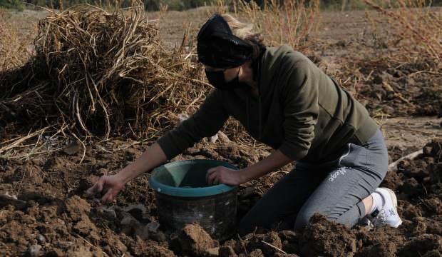 Türkiye'de sadece 2 kadın! Mor patates yetiştiriyorlar