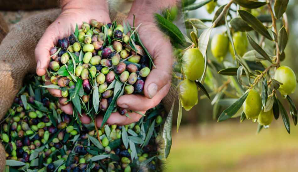 Zeytin Nasil Toplanir Zeytin Toplarken Dikkat Edilmesi Gerekenler Nelerdir Pratik Bilgiler Haberleri