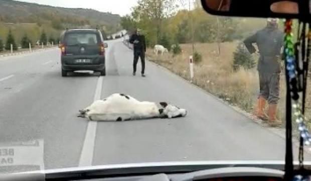 Kazada telef olduğu düşünülen inek bir anda canlandı