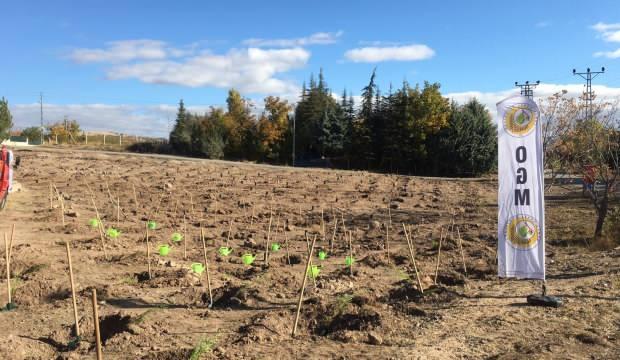 Kizilcahamam Da 35 Bin Fidan Toprakla Bulustu Guncel Haberleri