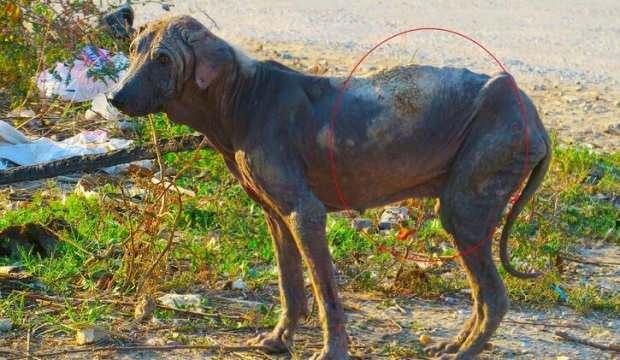 Manisa'da yaralı köpek vicdanları sızlattı