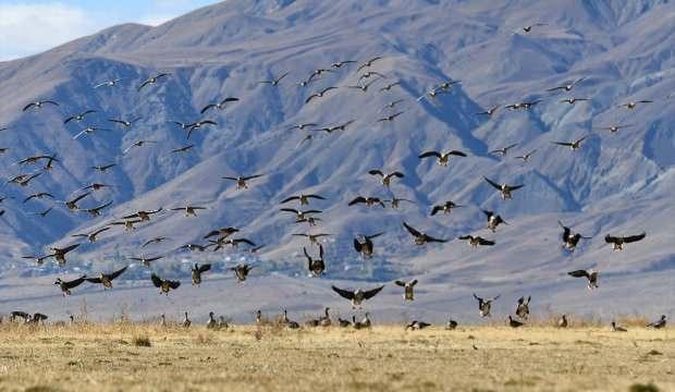 Van'ın Erçek Gölü göçmen kuşlarla şenlendi