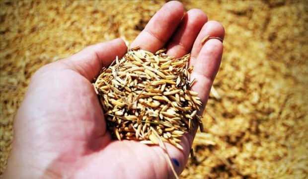 Ata tohumlarına sahip çıkan hibeye hak kazanacak