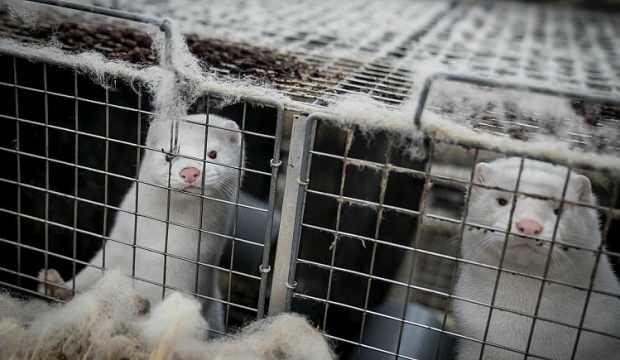 Danimarka Gıda Bakanı Jensen 'vizon itlafı' krizi nedeniyle istifa etti