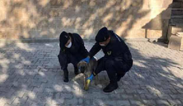 Jandarmadan bacağı kırılan sokak köpeğine yardım