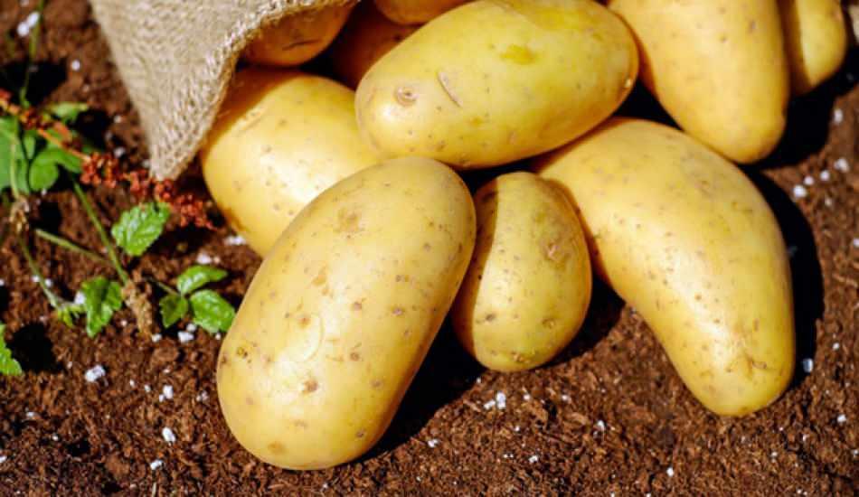 kizartmalik ile yemeklik patates arasindaki bu fark nedir pratik bilgiler haberleri