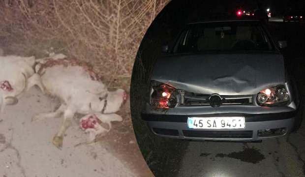 Otomobil sürüye çarptı: 12 koyun telef oldu