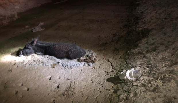 Bataklığa saplanan eşek kurtarıldı
