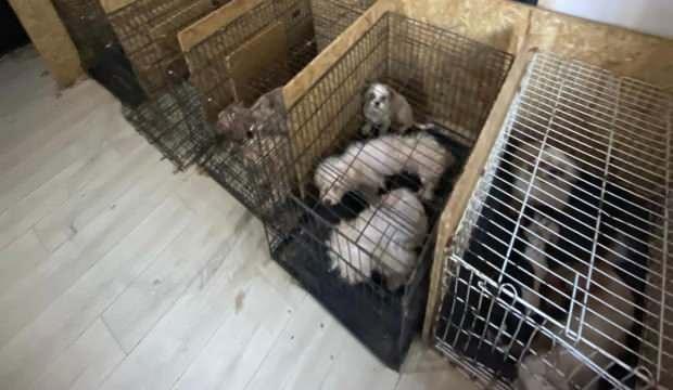 Binanın bodrum katında 68 köpek bulundu! Hepsinin ses telleri alınmış