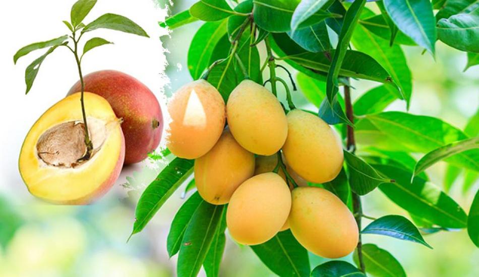 mango cekirdegi nasil ekilir