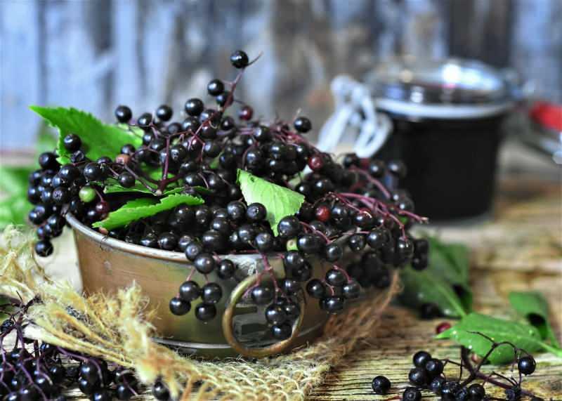 Kara mürver çayı nasıl hazırlanır? Kara mürver bitkisi faydaları nelerdir?  - SAĞLIK Haberleri
