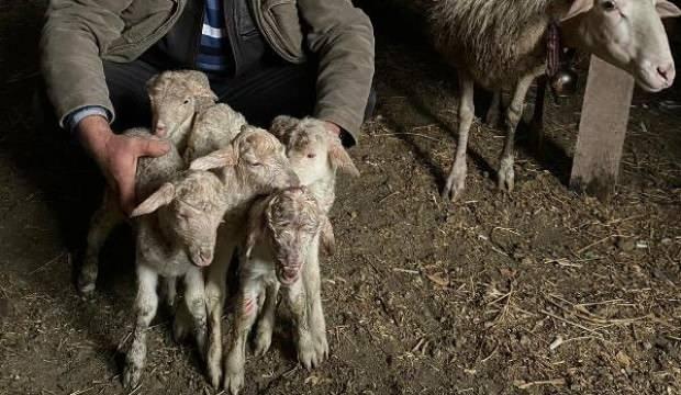 Çanakkale'de bir koyun tek seferde 5 kuzu doğurdu
